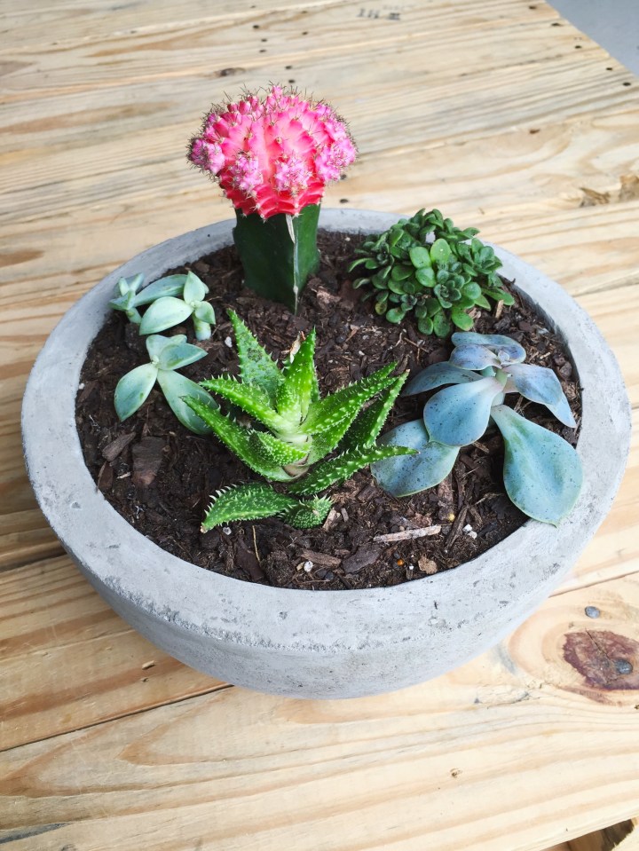 Make This Modern Concrete Planter for Just $1 