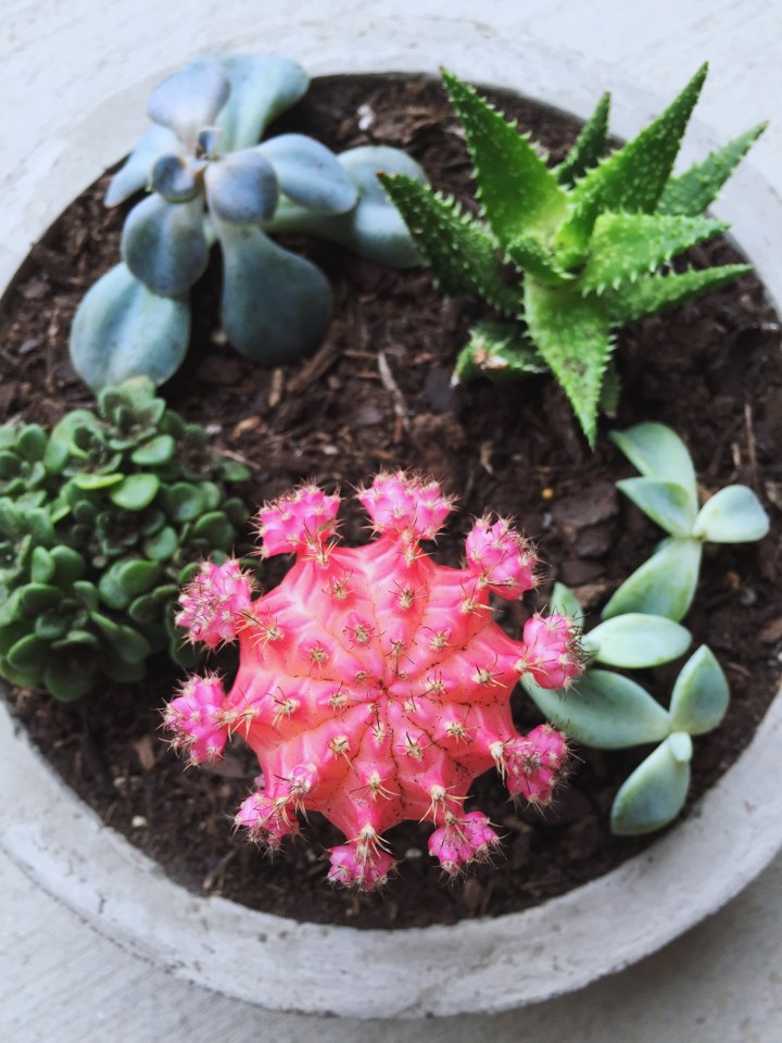 Create a Modern Concrete Planter for Just $1 with This Tutorial